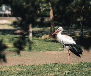 Parc aux oiseaux