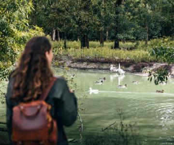 Marais aux oiseaux - Dolus d'Oléron