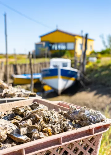 Dolus d'Oléron - La Route des Huîtres