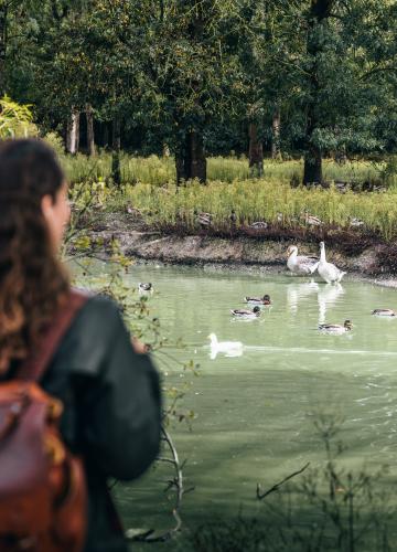 Marais aux oiseaux - Dolus d'Oléron