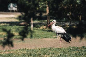 Parc aux oiseaux