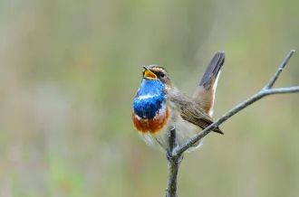 Reserve-Moeze-Oleron-LPO-Le-printemps-des-gorgebleues