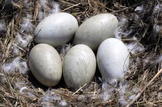 C'est quoi un œuf ?