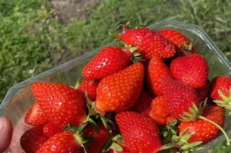 GAEC AU RYTHME DES LOMBRICS_Dolus-d'Oléron