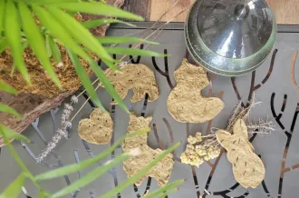 Atelier fabriquer une carte graines à planter - Terre d'éveils