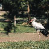 Parc aux oiseaux