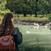 Marais aux oiseaux - Dolus d'Oléron