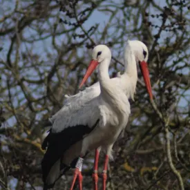 Fête de la Nature_Dolus-d'Oléron
