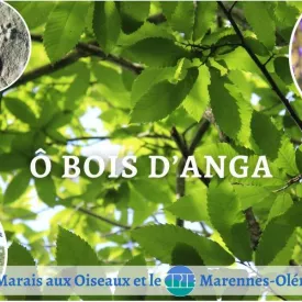 Ô bois d'Anga