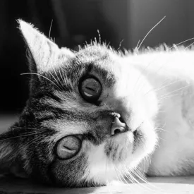 Collecte alimentaire pour les chats de Santiago