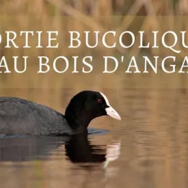 Balade bucolique au Bois d'Anga_Dolus-d'Oléron