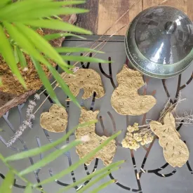 Atelier fabriquer une carte graines à planter - Terre d'éveils