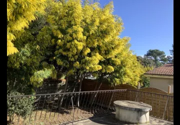 Mimosas en fleurs