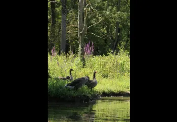 Journées Européennes du Patrimoine_Dolus-d'Oléron