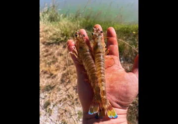La cabane de Batifou - Courdavault Alain & Fils_Dolus-d'Oléron