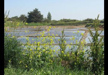 Atelier artistique au Port des Salines_Le Grand-Village-Plage