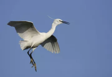 Le coucher des aigrettes