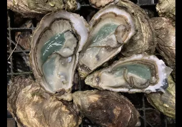 Huîtres Gilles Massé_Dolus-d'Oléron