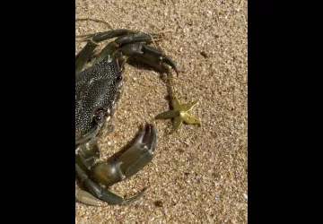 Collier étoile de mer