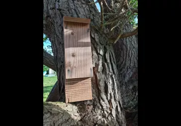 Atelier construction d'un abri à Chauve-souris