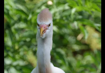 Printemps des réserves naturelles, rendez-vous du matin à Moëze-Oléron_Moëze