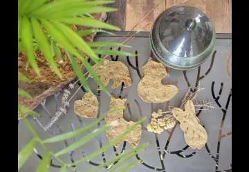 Atelier fabriquer une carte graines à planter - Terre d'éveils